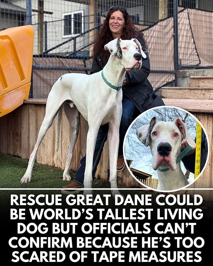 This Instagram Page Shares Incredible Dog Stories That Prove Dogs Truly Make The World A Better Place (50 Pics)