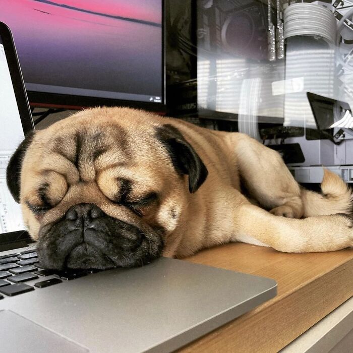 Dogs Working From Home Are Way More Productive (And Way Cuter) Than Us, And These Photos Prove It (51 Pics)
