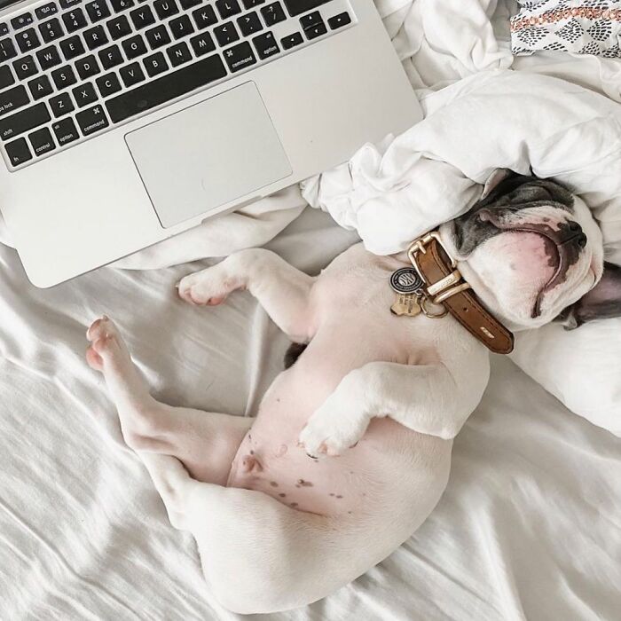 Dogs Working From Home Are Way More Productive (And Way Cuter) Than Us, And These Photos Prove It (51 Pics)
