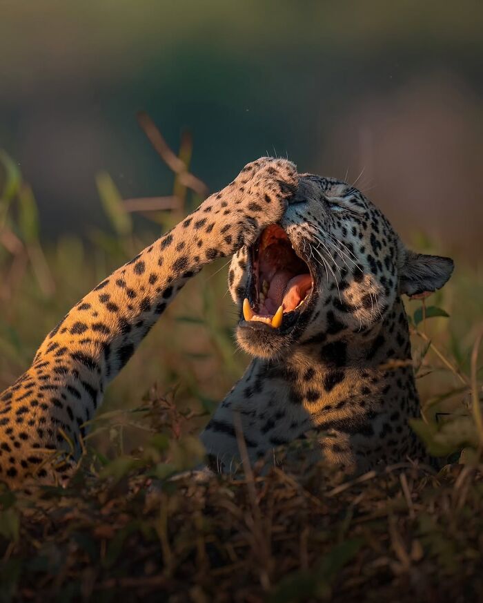 Stunning Wildlife Photography By Alexandra That Brings Us Closer To Nature (40 Pics)-Interview