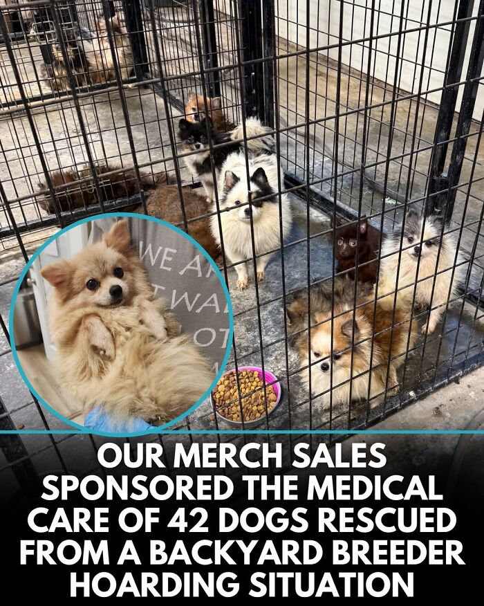 This Instagram Page Shares Incredible Dog Stories That Prove Dogs Truly Make The World A Better Place (50 Pics)