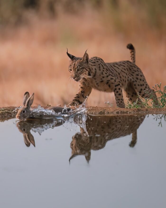 Stunning Wildlife Photography By Alexandra That Brings Us Closer To Nature (40 Pics)-Interview