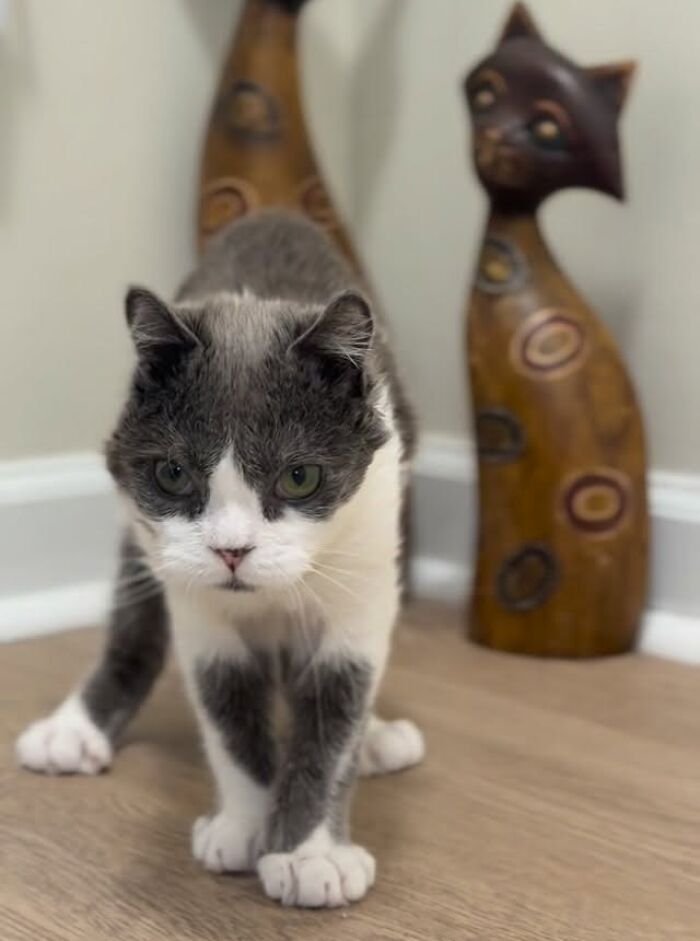 This Tiny Cat Living With A Rare Genetic Condition Was Rescued And Found His Loving Family