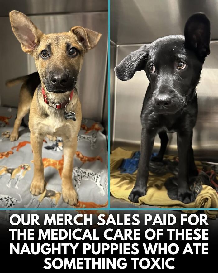 This Instagram Page Shares Incredible Dog Stories That Prove Dogs Truly Make The World A Better Place (50 Pics)