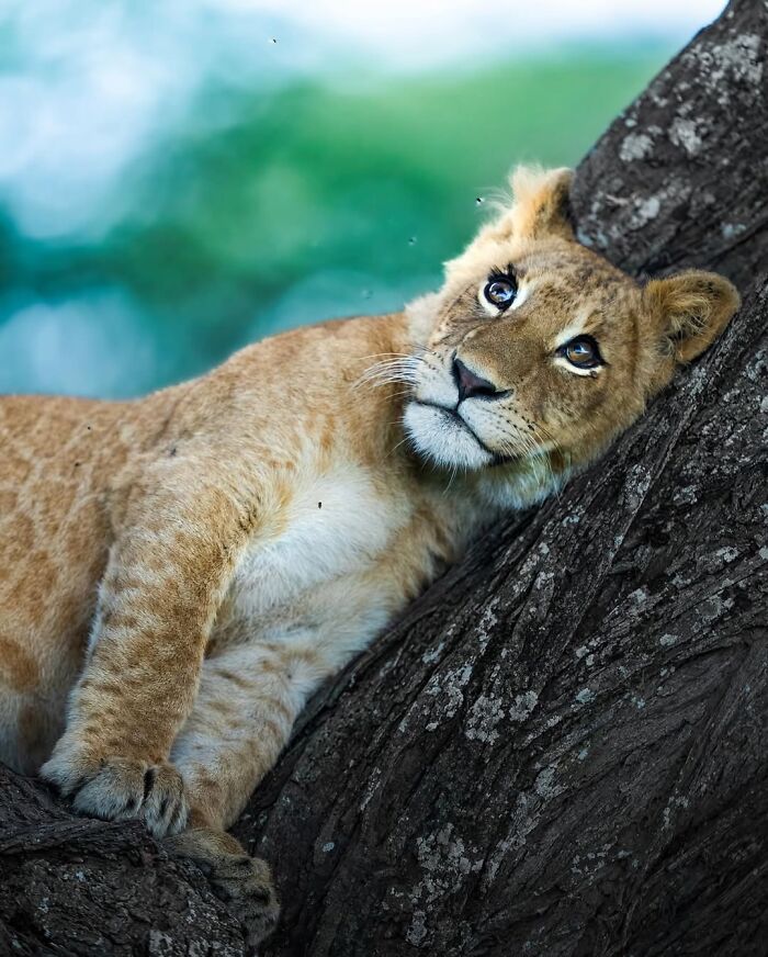 Stunning Wildlife Photography By Alexandra That Brings Us Closer To Nature (40 Pics)-Interview