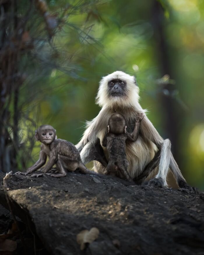 Stunning Wildlife Photography By Alexandra That Brings Us Closer To Nature (40 Pics)-Interview