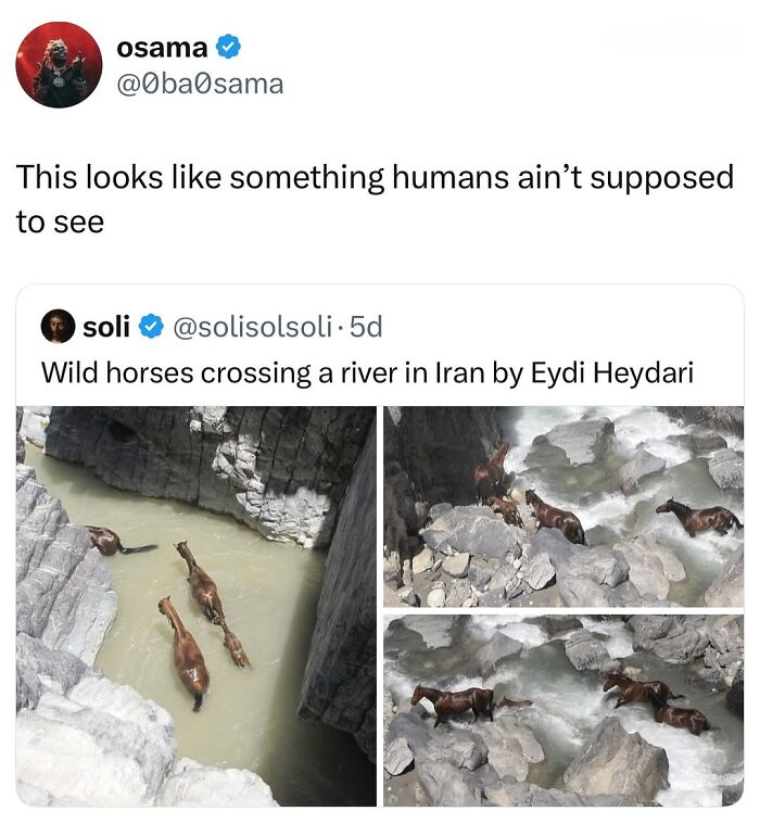 50 Animal Memes So Perfectly Timed They Feel Scripted (But They’re Not)