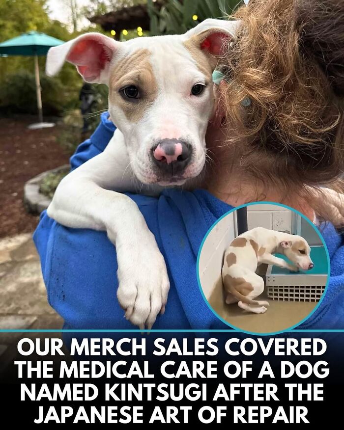 This Instagram Page Shares Incredible Dog Stories That Prove Dogs Truly Make The World A Better Place (50 Pics)