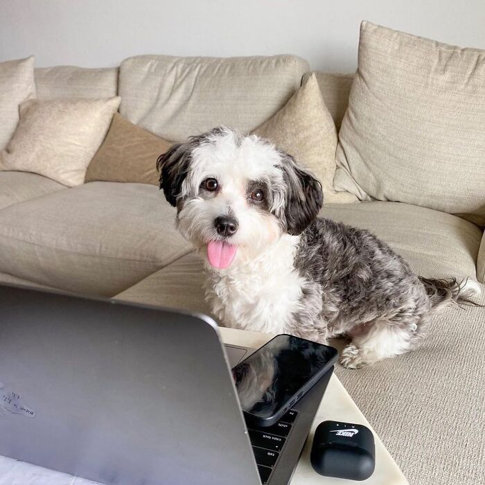 Dogs Working From Home Are Way More Productive (And Way Cuter) Than Us, And These Photos Prove It (51 Pics)