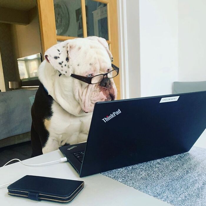 Dogs Working From Home Are Way More Productive (And Way Cuter) Than Us, And These Photos Prove It (51 Pics)