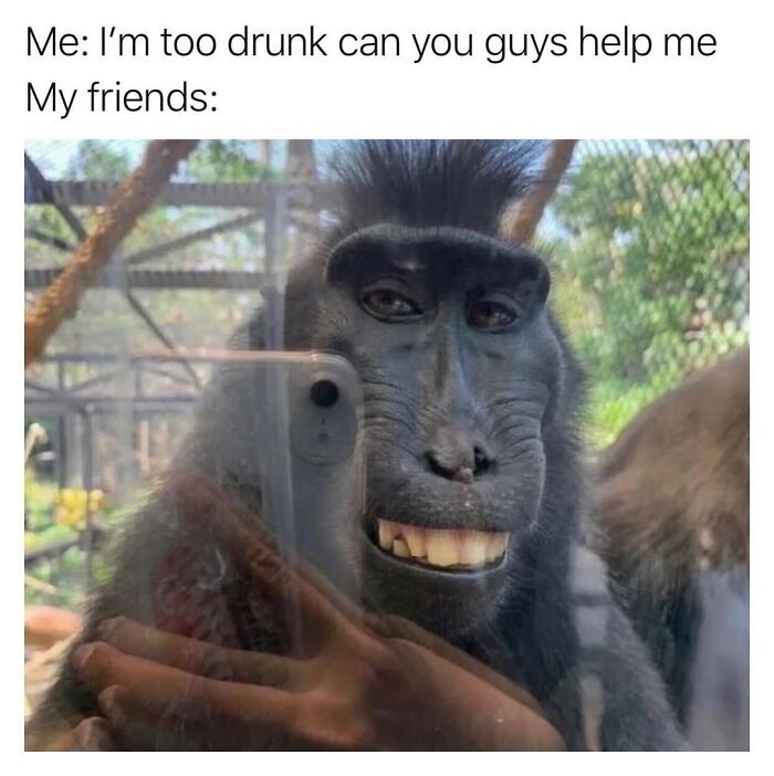 50 Animal Memes So Perfectly Timed They Feel Scripted (But They’re Not)