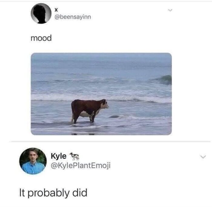 50 Animal Memes So Perfectly Timed They Feel Scripted (But They’re Not)