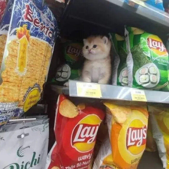 This Instagram Page Shares Random Cat Photos That Will Convince You To Get One (51 Pics)