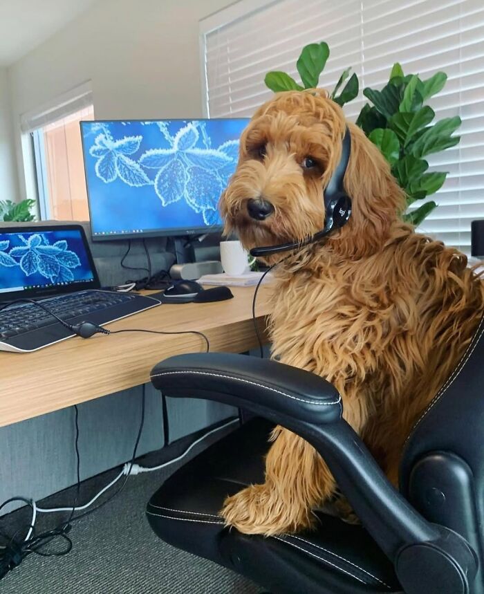 Dogs Working From Home Are Way More Productive (And Way Cuter) Than Us, And These Photos Prove It (51 Pics)