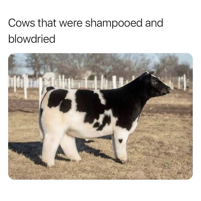 50 Animal Memes So Perfectly Timed They Feel Scripted (But They’re Not)