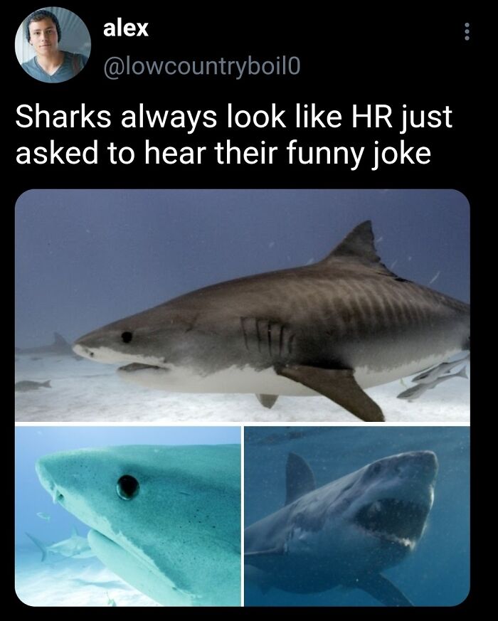 50 Animal Memes So Perfectly Timed They Feel Scripted (But They’re Not)