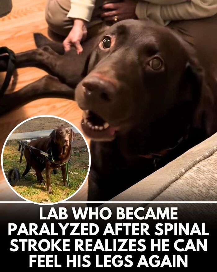 This Instagram Page Shares Incredible Dog Stories That Prove Dogs Truly Make The World A Better Place (50 Pics)