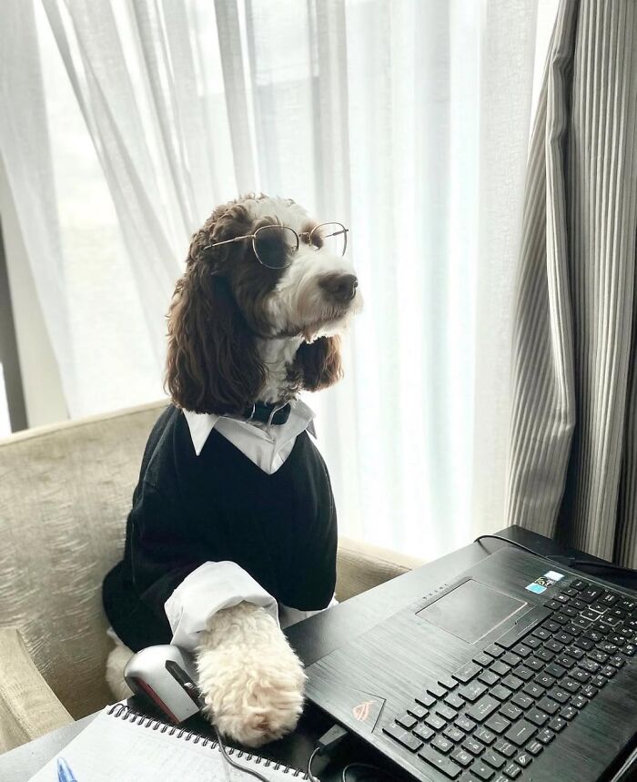 Dogs Working From Home Are Way More Productive (And Way Cuter) Than Us, And These Photos Prove It (51 Pics)
