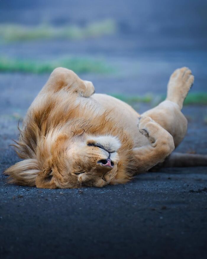 Stunning Wildlife Photography By Alexandra That Brings Us Closer To Nature (40 Pics)-Interview