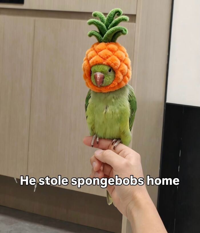 50 Animal Memes So Perfectly Timed They Feel Scripted (But They’re Not)