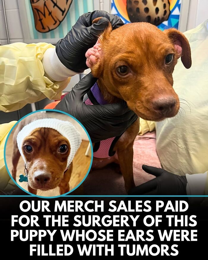 This Instagram Page Shares Incredible Dog Stories That Prove Dogs Truly Make The World A Better Place (50 Pics)