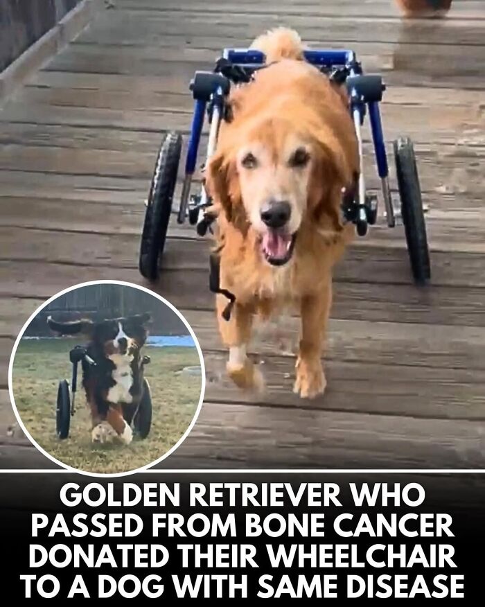 This Instagram Page Shares Incredible Dog Stories That Prove Dogs Truly Make The World A Better Place (50 Pics)