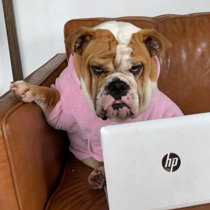 Dogs Working From Home Are Way More Productive (And Way Cuter) Than Us, And These Photos Prove It (51 Pics)