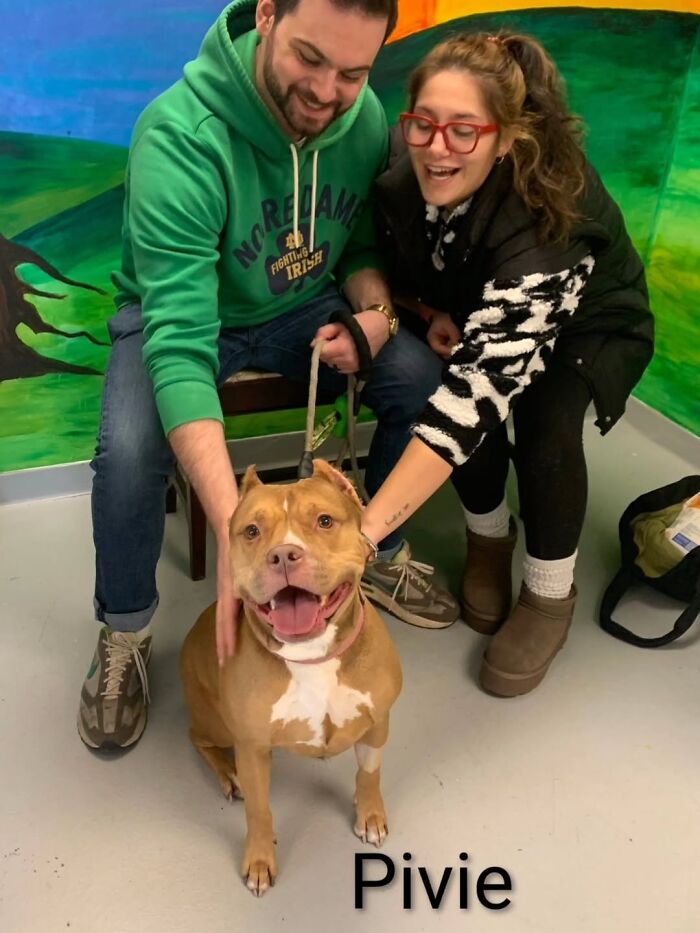 Inspired By AI, This Shelter Created An Event Where Dogs Choose Their Humans—and People Can’t Get Enough (42 Pics + 1 Video)