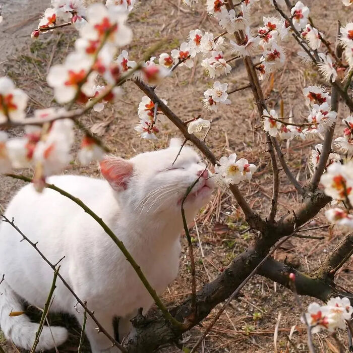 This Instagram Page Shares Random Cat Photos That Will Convince You To Get One (51 Pics)