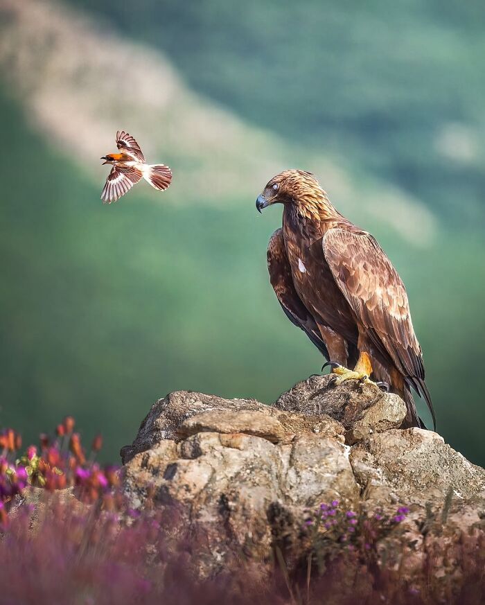 Stunning Wildlife Photography By Alexandra That Brings Us Closer To Nature (40 Pics)-Interview