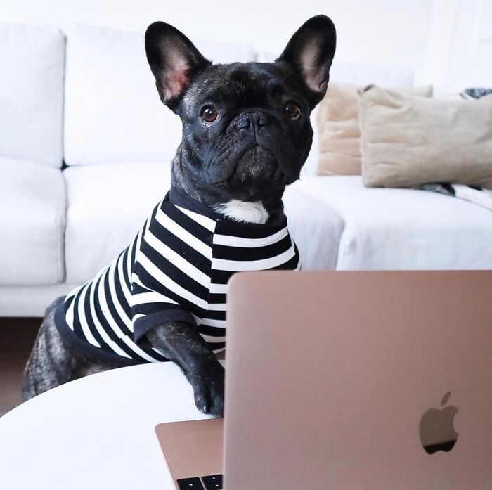 Dogs Working From Home Are Way More Productive (And Way Cuter) Than Us, And These Photos Prove It (51 Pics)