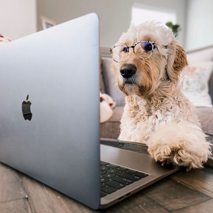 Dogs Working From Home Are Way More Productive (And Way Cuter) Than Us, And These Photos Prove It (51 Pics)