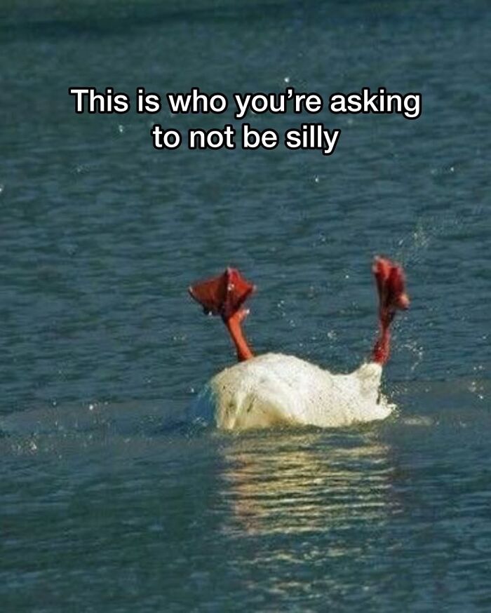 50 Animal Memes So Perfectly Timed They Feel Scripted (But They’re Not)