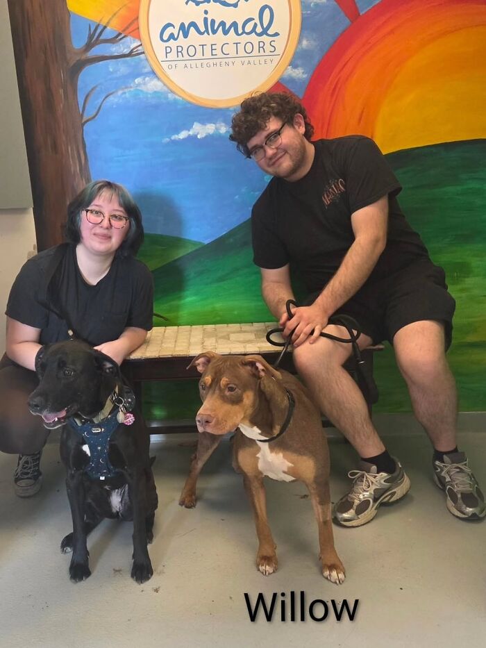 Inspired By AI, This Shelter Created An Event Where Dogs Choose Their Humans—and People Can’t Get Enough (42 Pics + 1 Video)