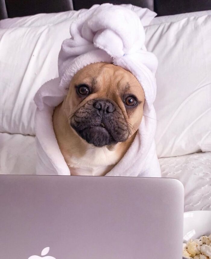 Dogs Working From Home Are Way More Productive (And Way Cuter) Than Us, And These Photos Prove It (51 Pics)