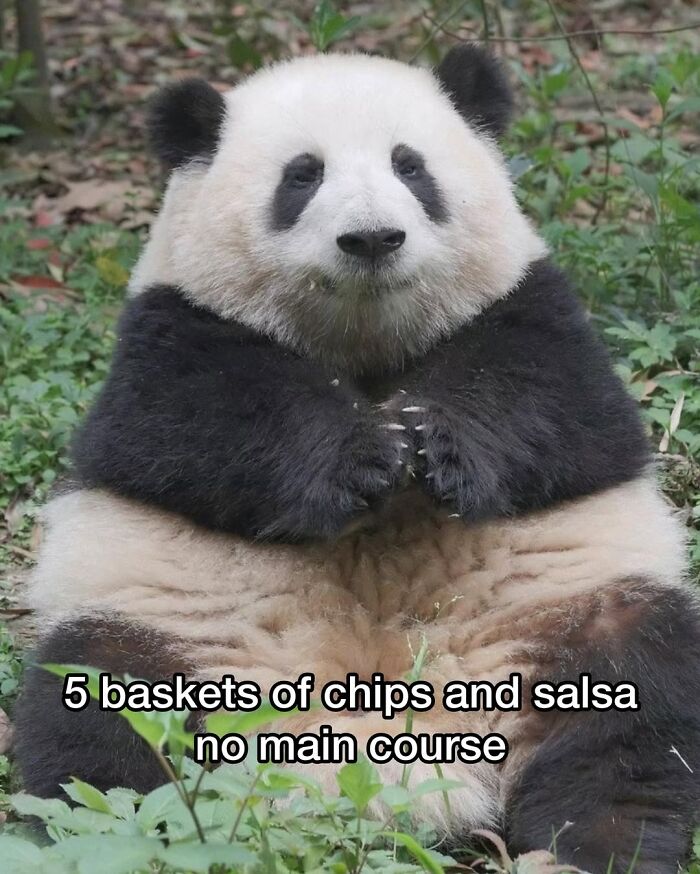 50 Animal Memes So Perfectly Timed They Feel Scripted (But They’re Not)