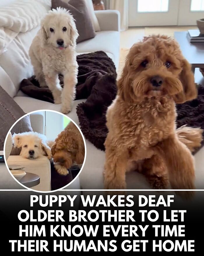 This Instagram Page Shares Incredible Dog Stories That Prove Dogs Truly Make The World A Better Place (50 Pics)