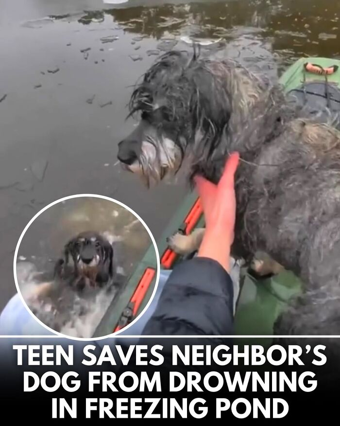 This Instagram Page Shares Incredible Dog Stories That Prove Dogs Truly Make The World A Better Place (50 Pics)