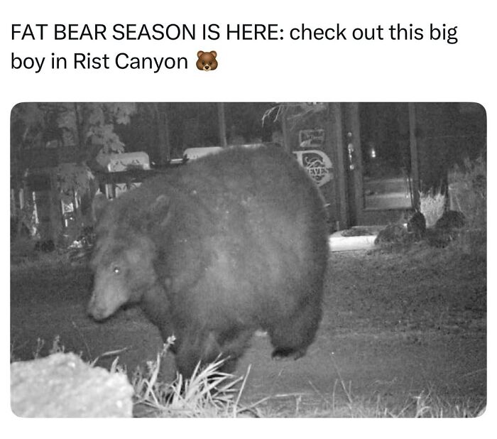 50 Animal Memes So Perfectly Timed They Feel Scripted (But They’re Not)