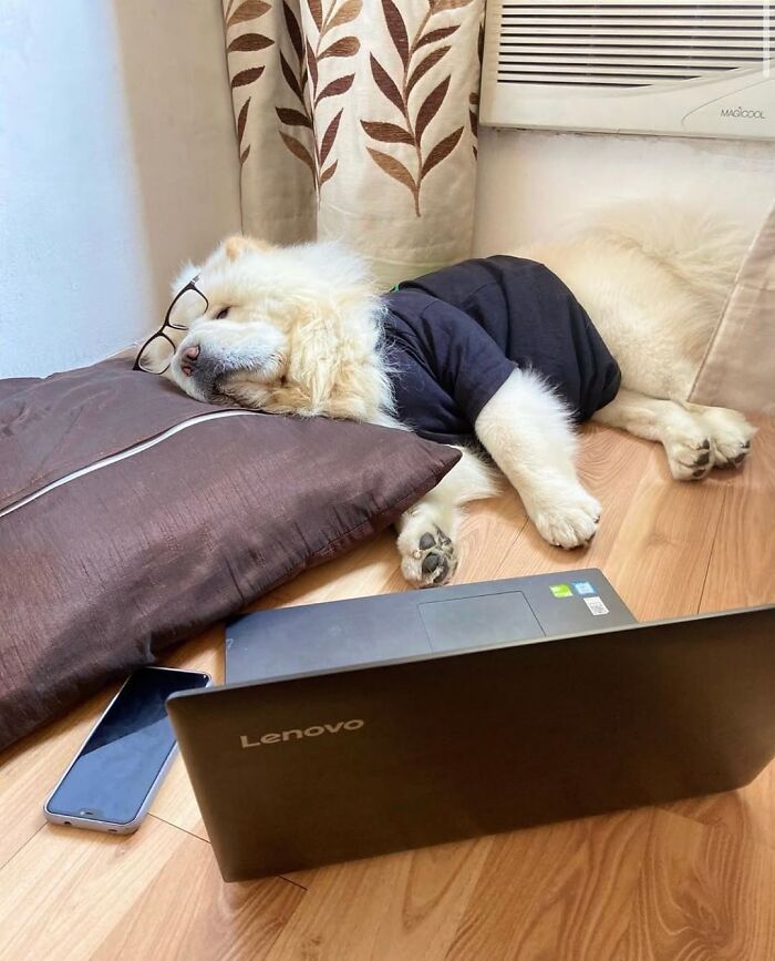 Dogs Working From Home Are Way More Productive (And Way Cuter) Than Us, And These Photos Prove It (51 Pics)