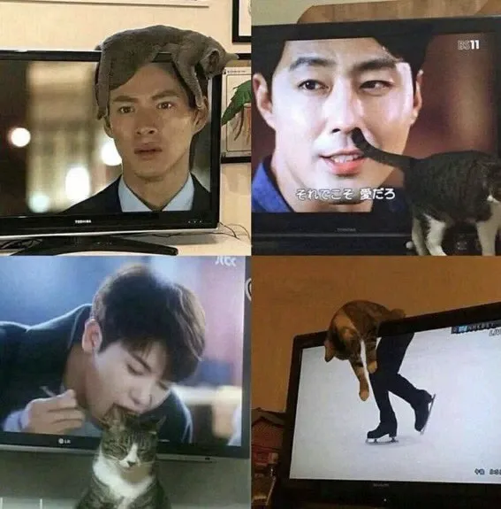 This Instagram Page Shares Random Cat Photos That Will Convince You To Get One (51 Pics)