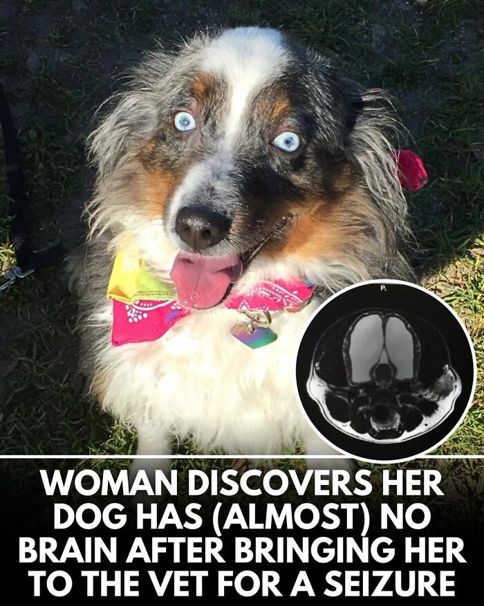 This Instagram Page Shares Incredible Dog Stories That Prove Dogs Truly Make The World A Better Place (50 Pics)