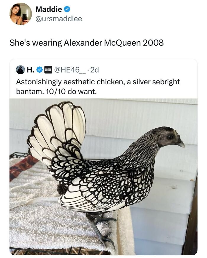 50 Animal Memes So Perfectly Timed They Feel Scripted (But They’re Not)