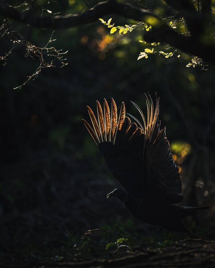 Stunning Wildlife Photography By Alexandra That Brings Us Closer To Nature (40 Pics)-Interview