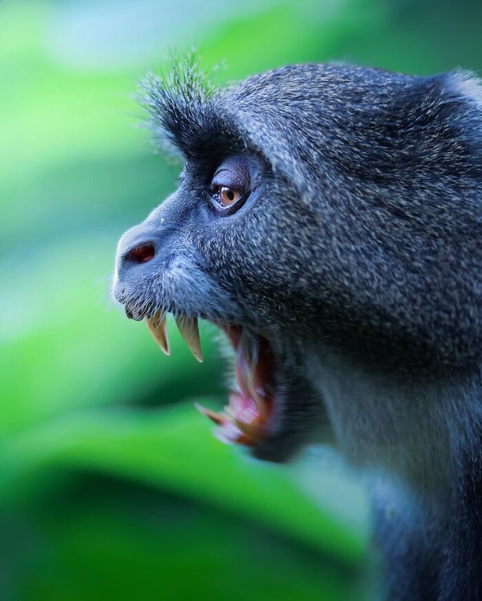 Stunning Wildlife Photography By Alexandra That Brings Us Closer To Nature (40 Pics)-Interview