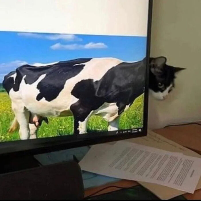 This Instagram Page Shares Random Cat Photos That Will Convince You To Get One (51 Pics)