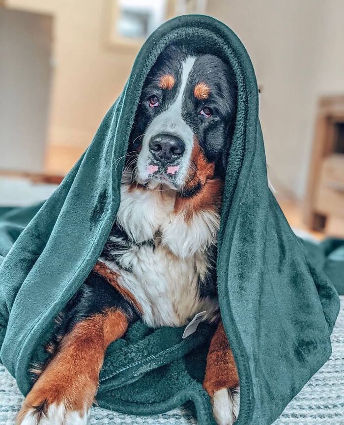 Dogs Working From Home Are Way More Productive (And Way Cuter) Than Us, And These Photos Prove It (51 Pics)