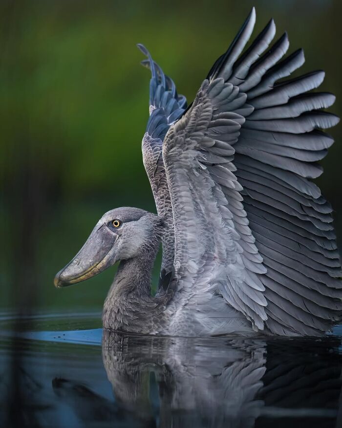 Stunning Wildlife Photography By Alexandra That Brings Us Closer To Nature (40 Pics)-Interview