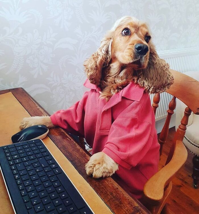 Dogs Working From Home Are Way More Productive (And Way Cuter) Than Us, And These Photos Prove It (51 Pics)