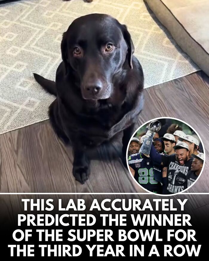 This Instagram Page Shares Incredible Dog Stories That Prove Dogs Truly Make The World A Better Place (50 Pics)